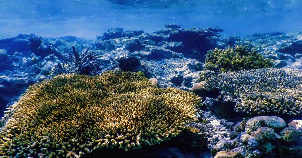 ia-puc-rio-ajuda-proteger-ecossistemas-marinhos